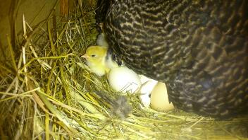 Scots grey hatching eggs.