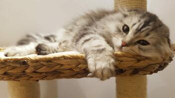 a Scottish fold cat lying on a cat tree