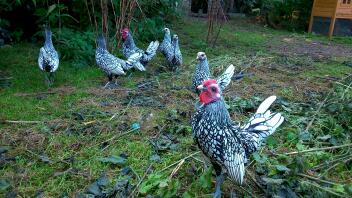 Group of silver bebrights