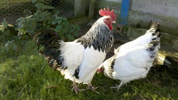 A sussex bantam chickens.