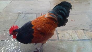 a vorwerk chicken, eating from the ground in a garden