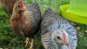 two brown black and white chickens in a garden by a feeder