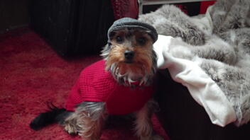 a Yorkshire terrier in a red jumper and a flatcap