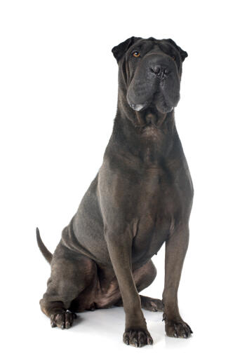 An adult dark coated Chinese Shar Pei sitting strong