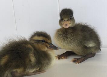 A pair or 2 day old trout runner ducks