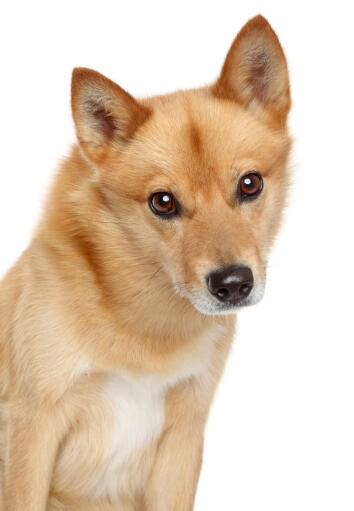 A young Finnish Spitz's beautiful pointed ears