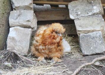 Chicken sitting down