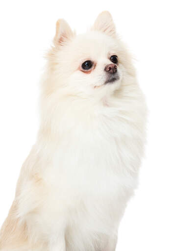 A beautiful white Pomeranian showing off its majestic sit