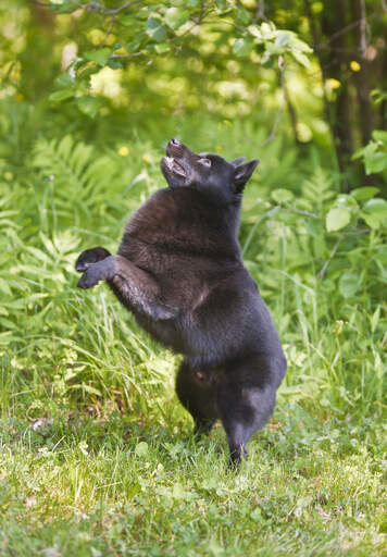A healthy Schipperke playing outside in the grass