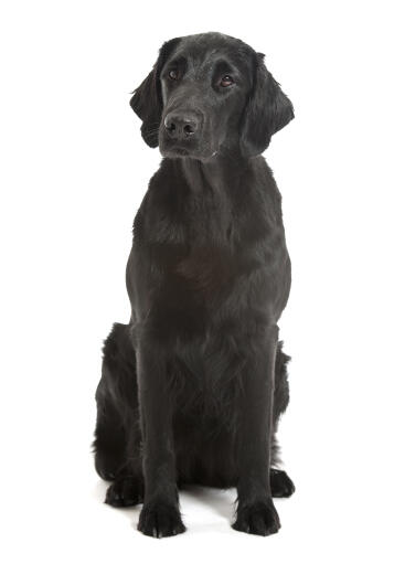 An adult Flat Coated Retriever with a puppy cut coat