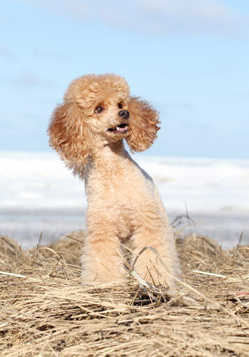 Micro poodle adults hot sale