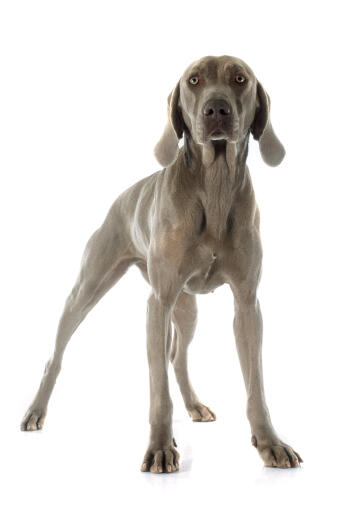 A young, grey coated Weimaraner standing tall, showing off its slender physique