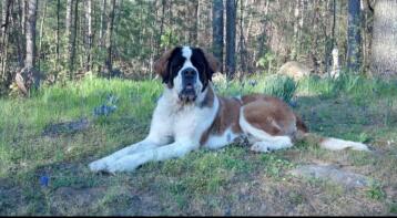A Saint Bernard dog lying in the garden.