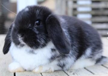 Rabbit Laying Down