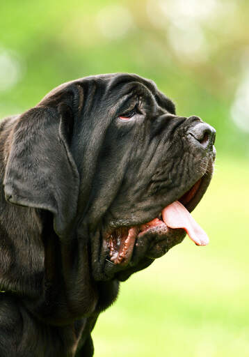 A close up of a Neapolitan Mastiff's beautiful, wrinkly face