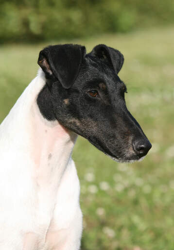 Long nose shop fox terrier