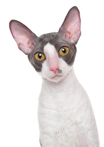 A beautiful bicolour cornish rex with golden eyes