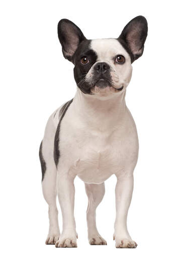 A beautiful young French Bulldog standing tall with it's ears perked