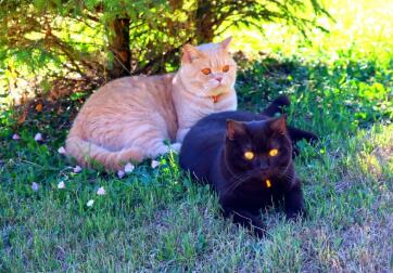Lucio and otis the cats in a garden