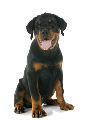 A beautiful Rottweiler puppy showing off its giant paws