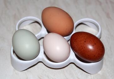 Eggs from ex battery hen (top), cream legbar, salmon faverolles and black copper marans