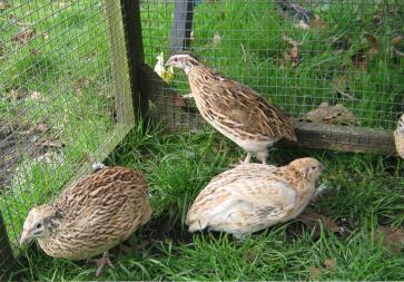 A flock of quails.