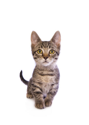 A tabby Munchkin with big ears