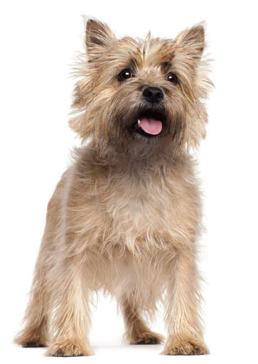 how to crate train a cairn terrier