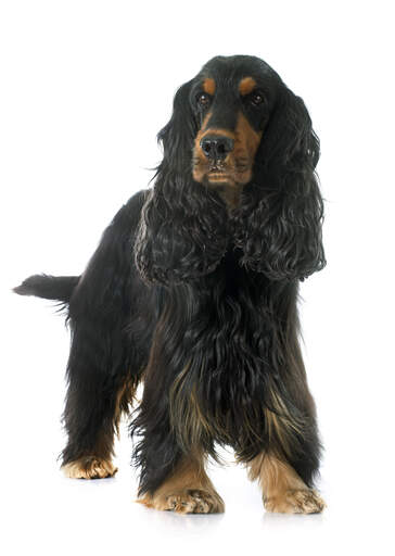 A long coated black and brown adult English Cocker Spaniel