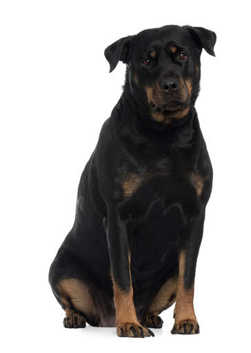Rottweiler on sale double coat