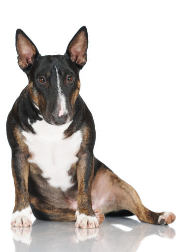 English bull terrier kennel club hotsell