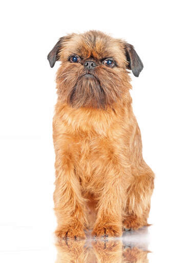 A long, brown coated Brussels Griffon sitting to attention