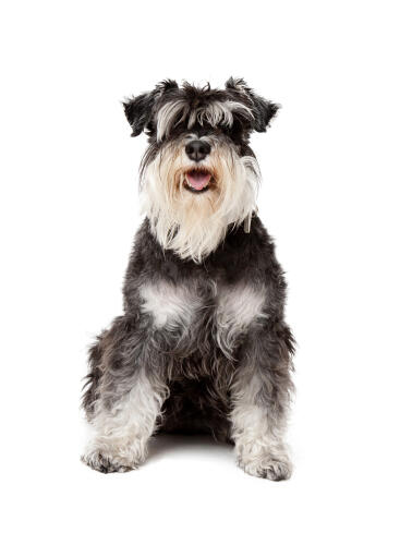 why do schnauzers have beards