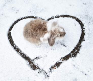 Mini Lop For Sale | Rabbits | Breed Information | Omlet