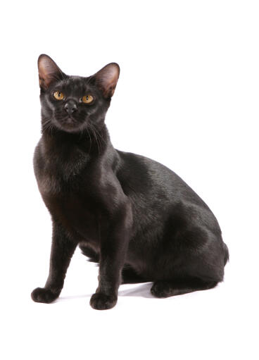 Bombay black Asian self cat against a white background