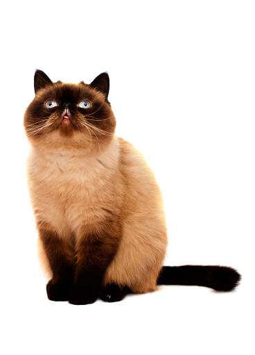 A lovely seal pointed exotic shorthair sitting down
