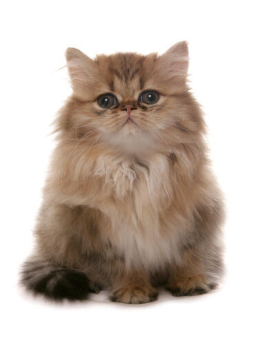 Golden Persian kitten sitting against a white background