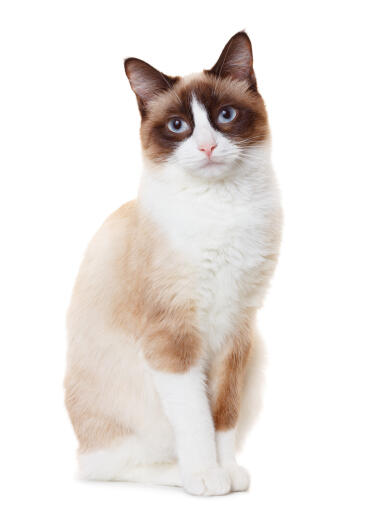 A perky snowshoe cat with its white paws