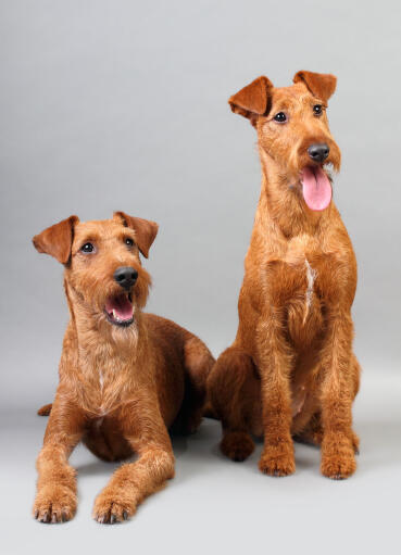Two beautiful Irish Terriers sitting neatly, waiting for a command