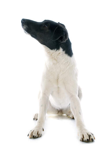 Fox Terrier Smooth Dogs Dog Breeds