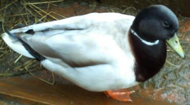 Duck sitting down