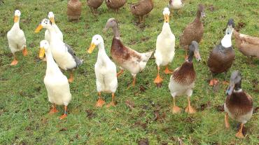 A flock of indian runner ducks - don't they look fun!