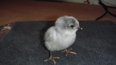 Aracauna Chick