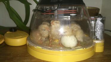 All seven hatched