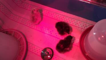 Chick drinker