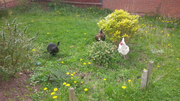 Introducing our cat to our chickens.  We don't know who was more scared.