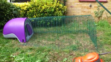 Purple Eglu Duck house with run