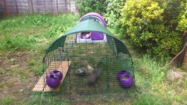 Purple Eglu Duck house with run