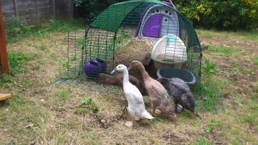 Purple eglu duck house with run and 3 ducks outside