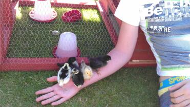 A girl holding 6 chicks on her arm.